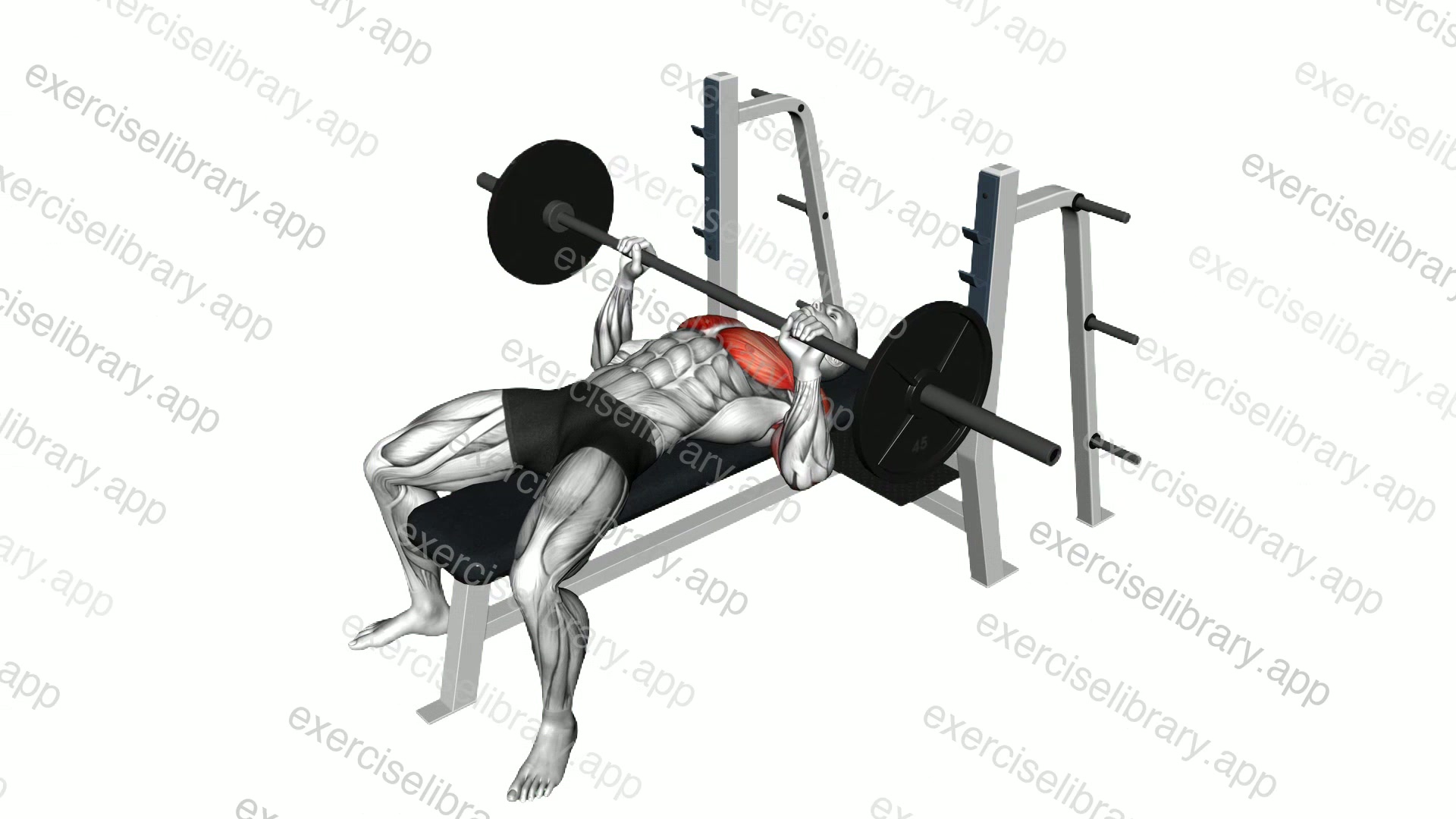 Barbell bench press