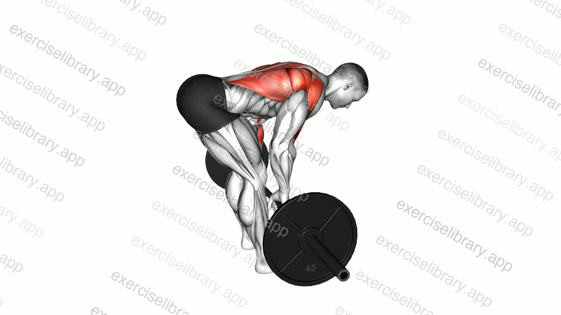 Barbell bent-over row