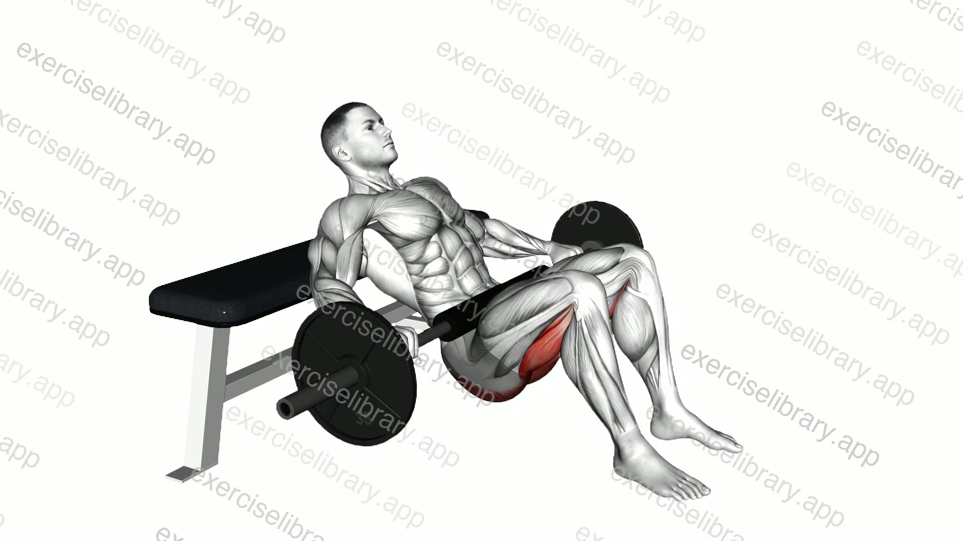 Barbell hip thrust