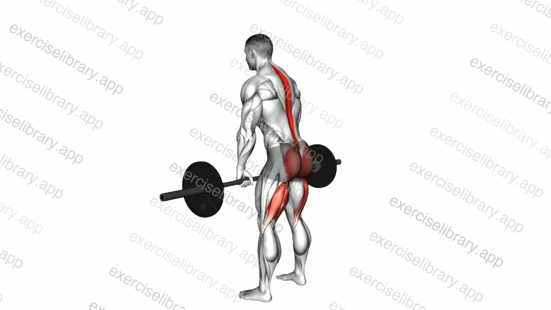 Romanian deadlift