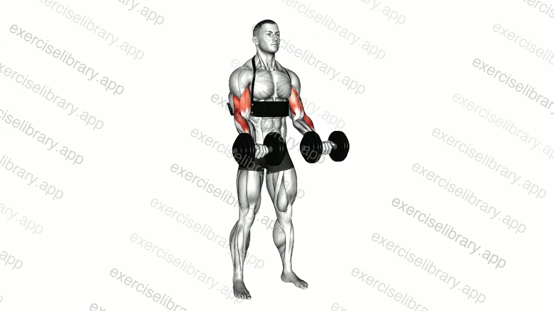 Dumbbell biceps curl