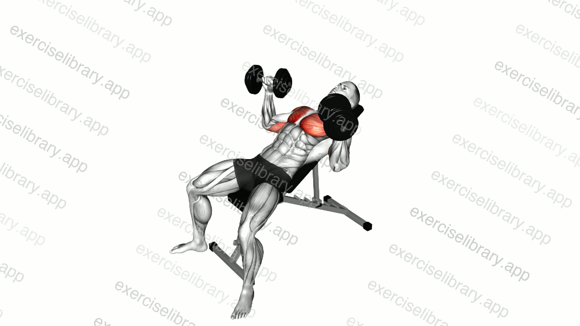 Incline dumbbell press