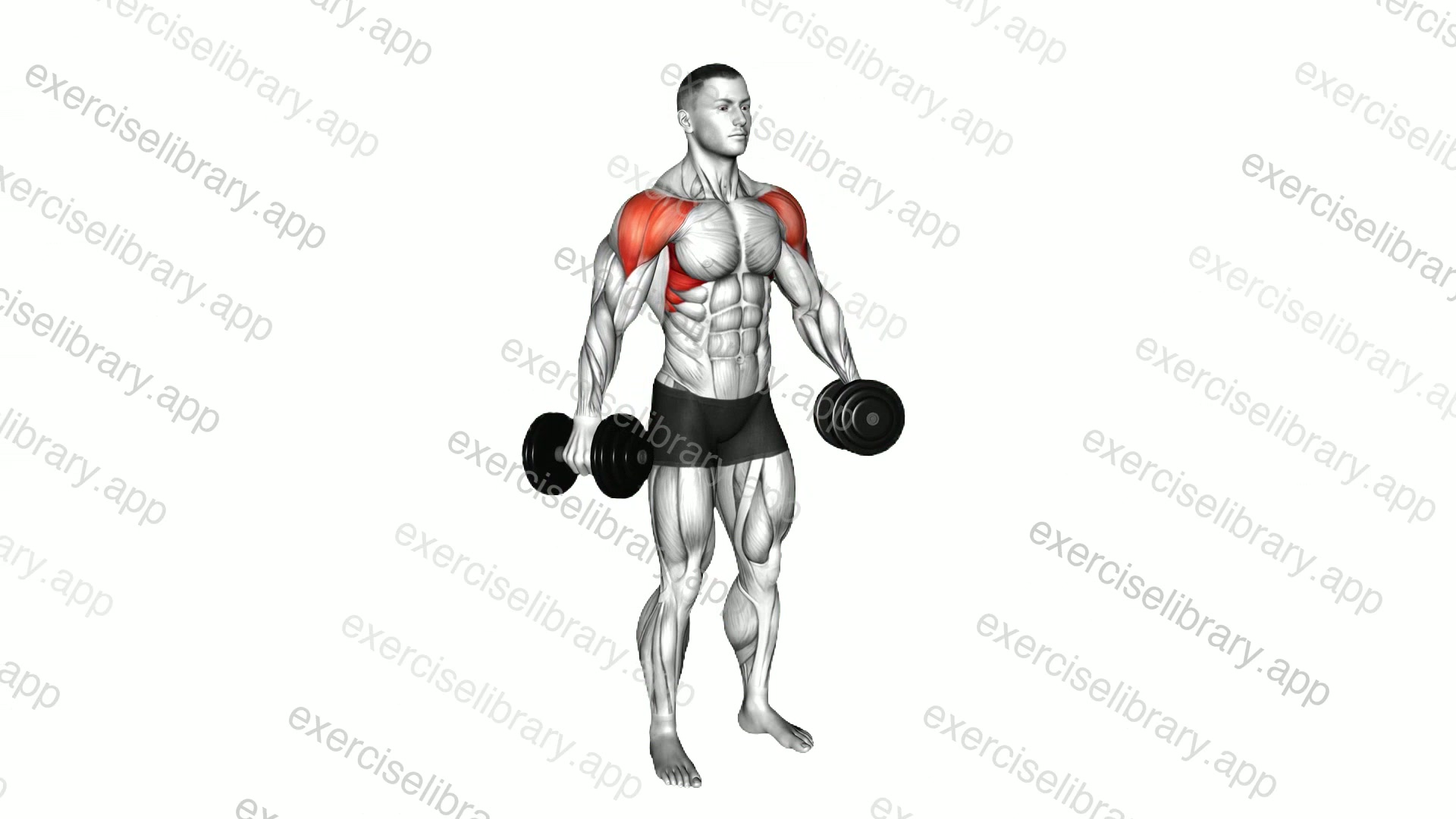 Dumbbell lateral raise