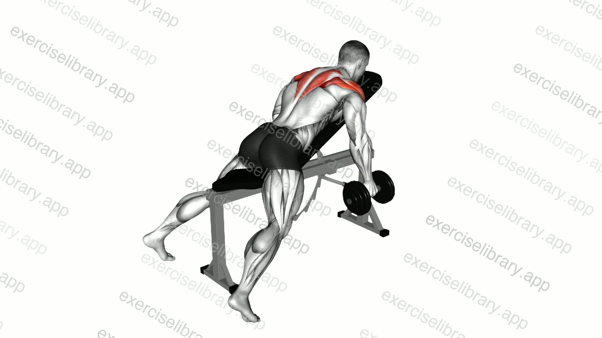 Dumbbell reverse fly