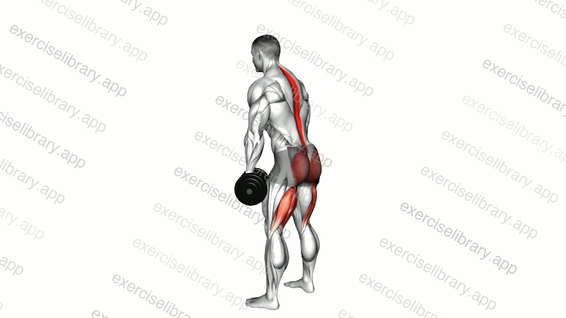 Dumbbell Romanian deadlift