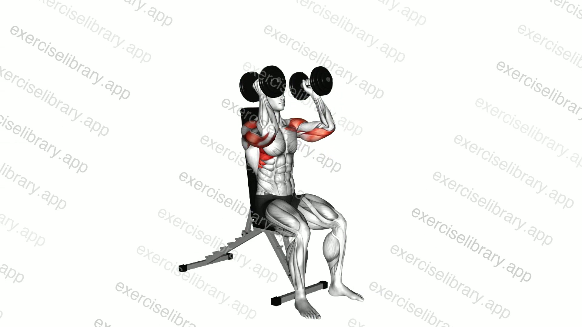 Seated dumbbell shoulder press