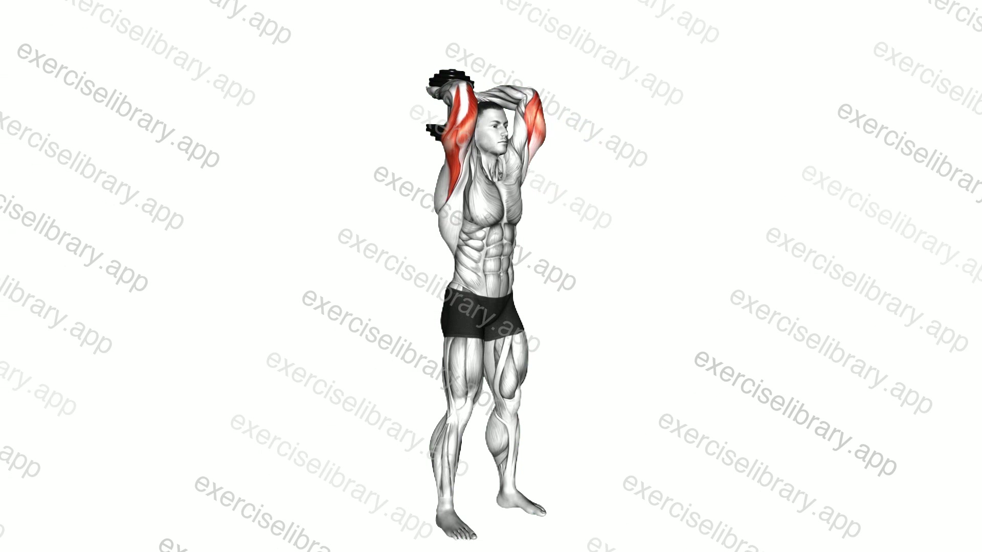 Overhead dumbbell triceps extension