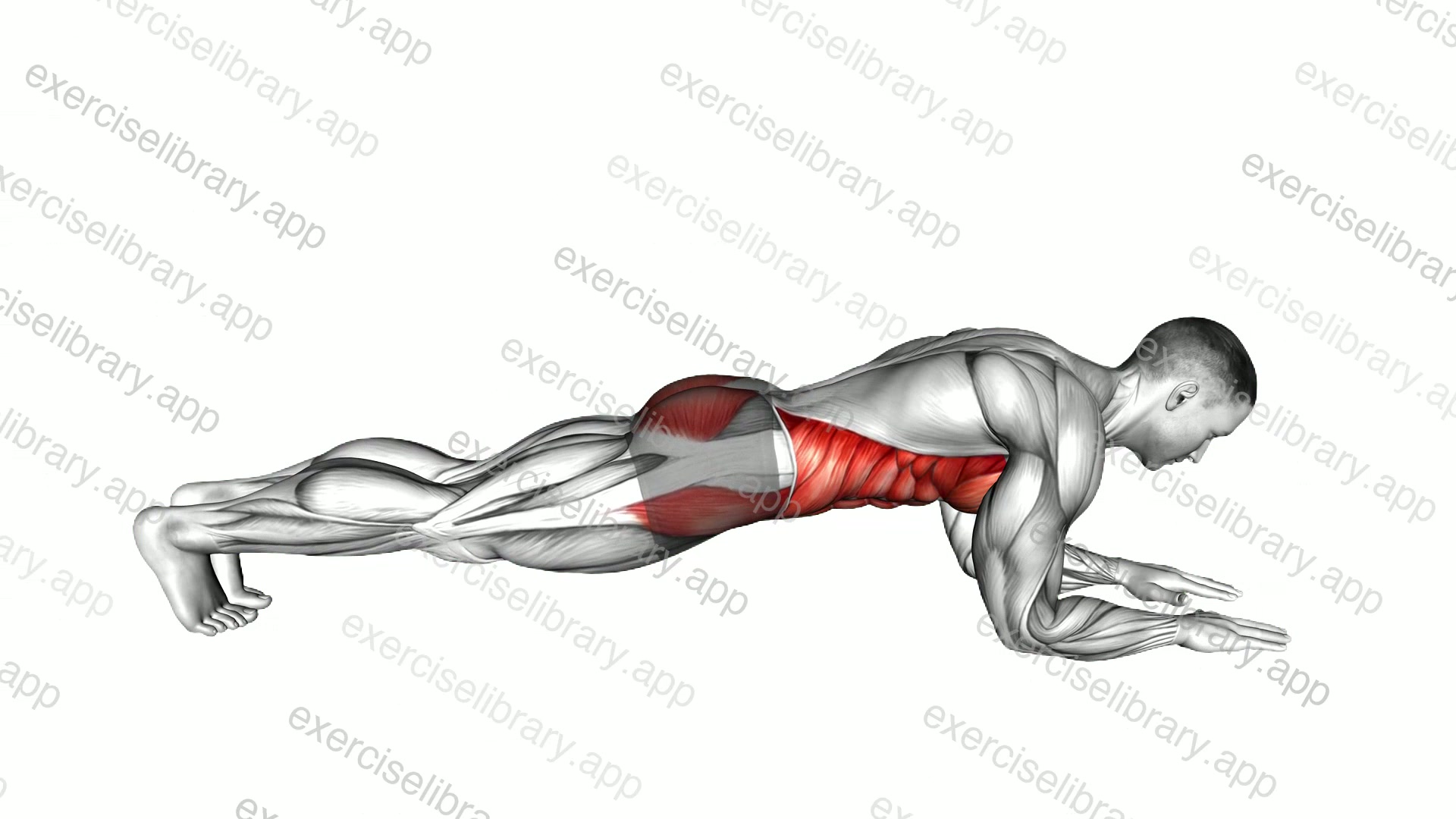 Forearm plank