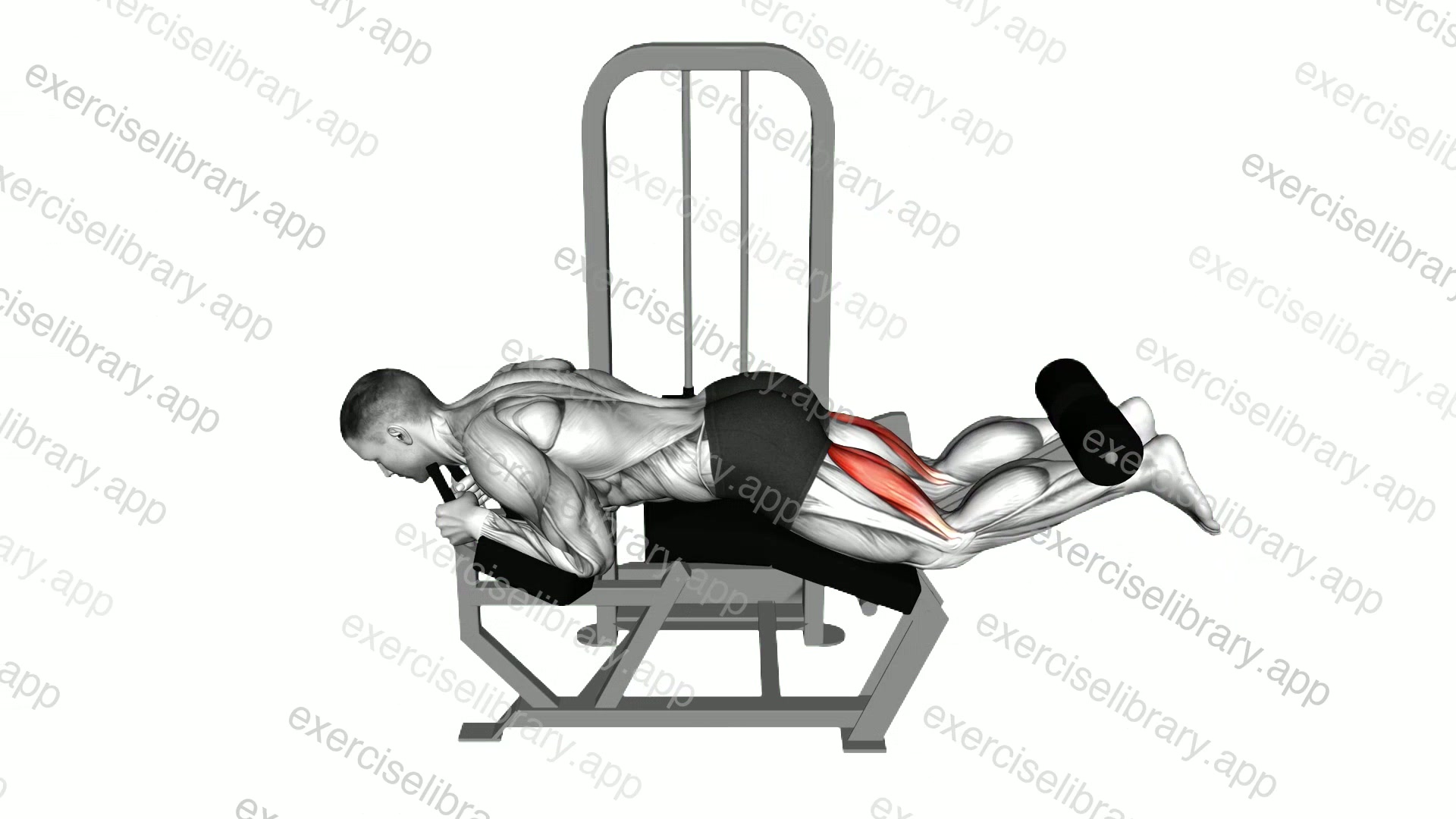 Lying leg curl