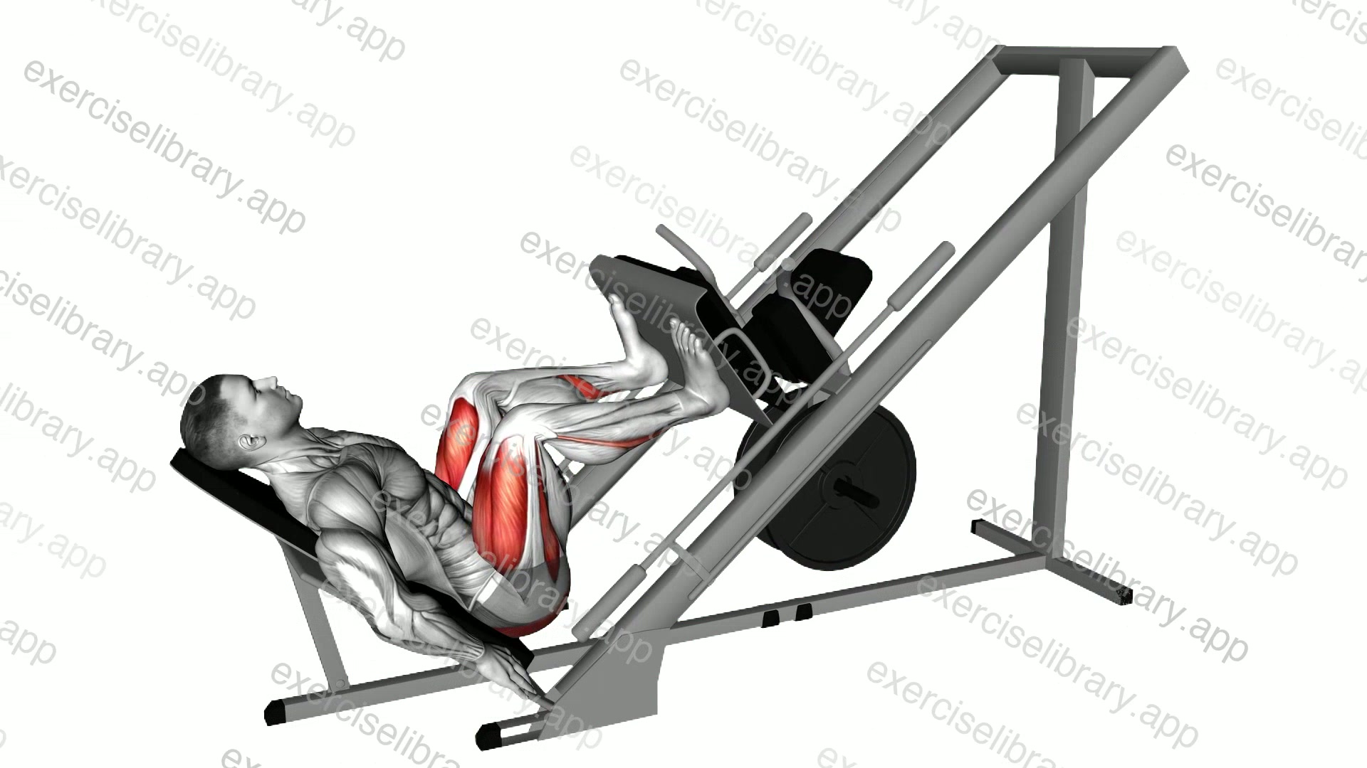 45-degree leg press